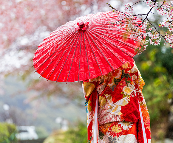 Japan’s Cherry Blossoms in 2023 Main Image
