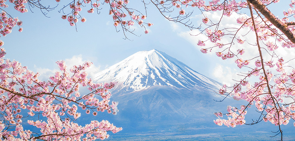 Japan’s Cherry Blossoms in 2023 Image 2