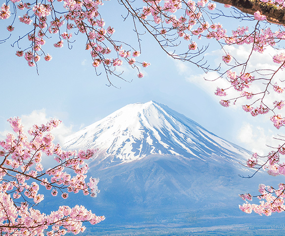Japan’s Cherry Blossoms in 2023 Image 2