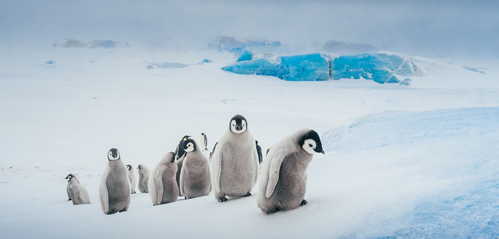 Bucket List Antarctic Adventure Main Image