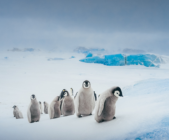 Bucket List Antarctic Adventure Main Image