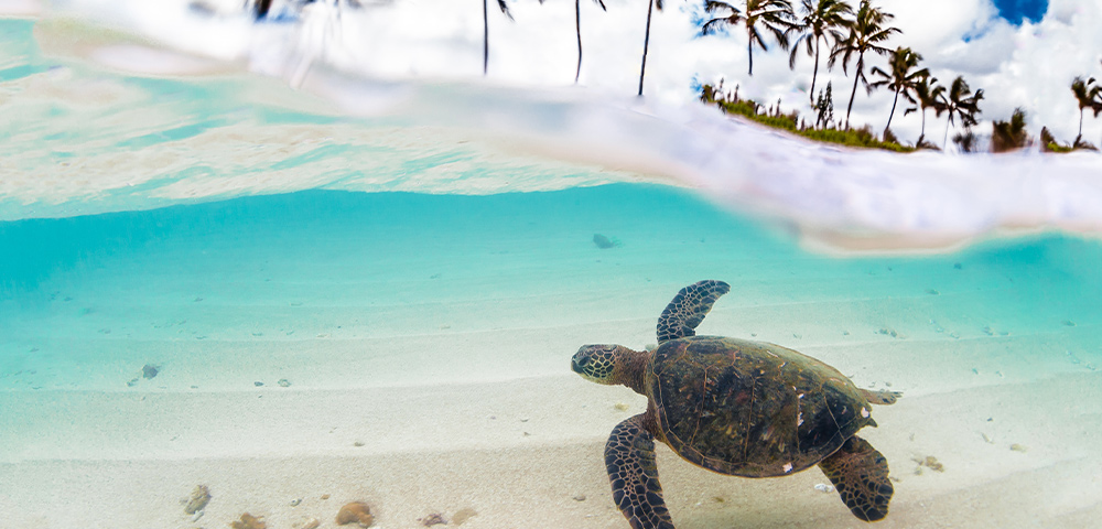 Discover the Hawaiian Islands in 2022 Image 1