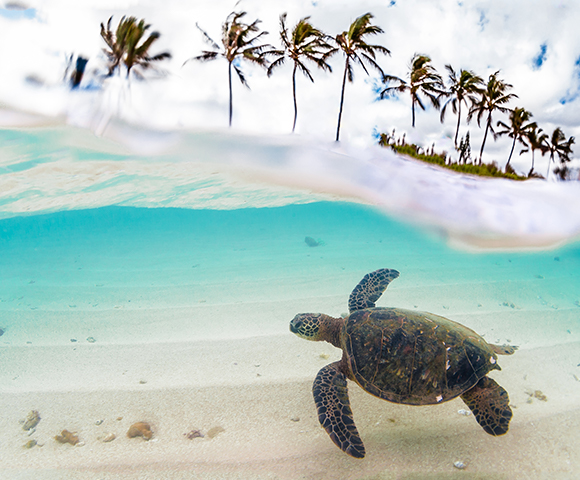 Discover the Hawaiian Islands in 2022 Image 1