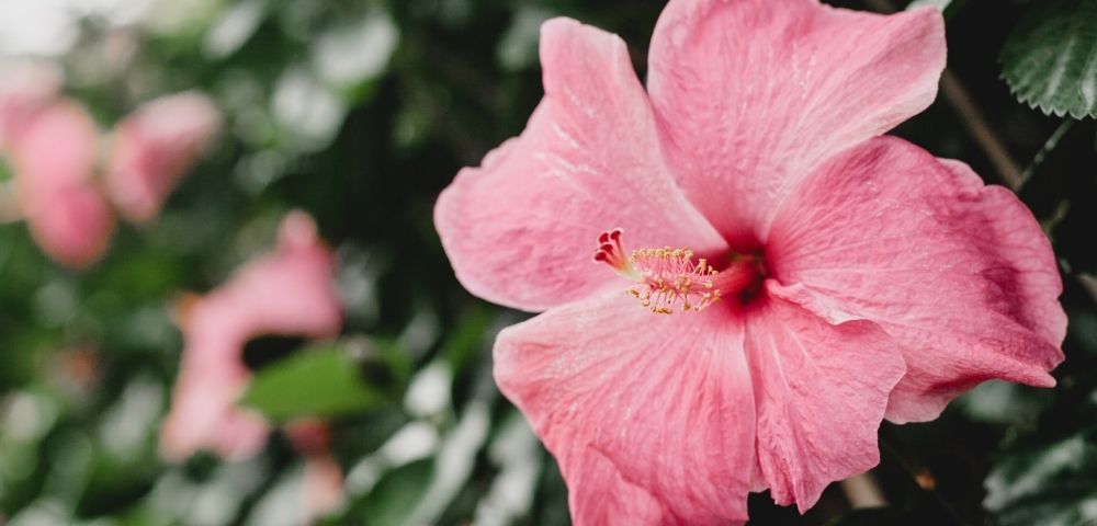 Discover the Hawaiian Islands in 2022 Image 3