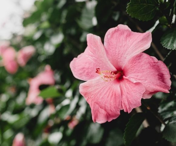 Discover the Hawaiian Islands in 2022 Image 3