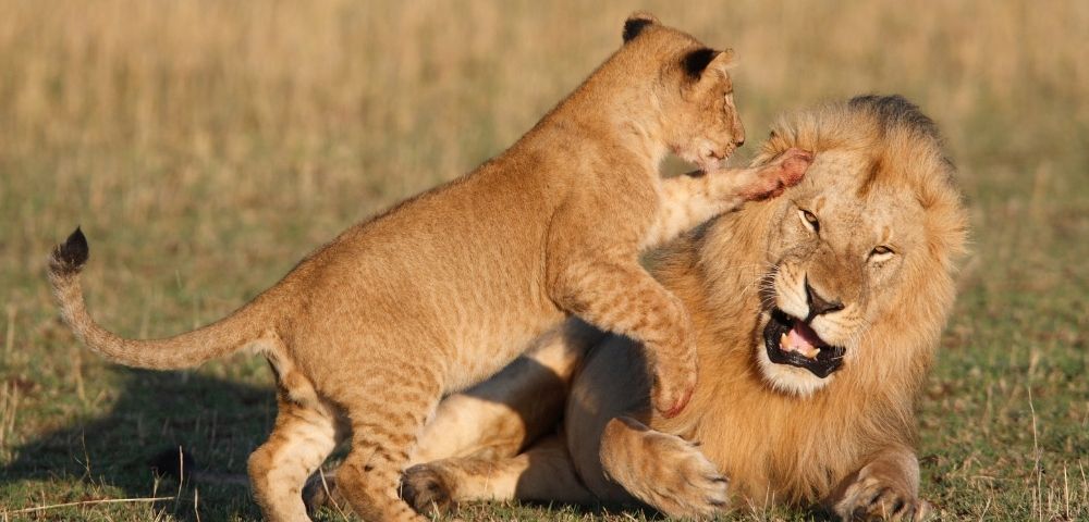 African Safari & Grand Voyage to Venice in 2022 Main Image