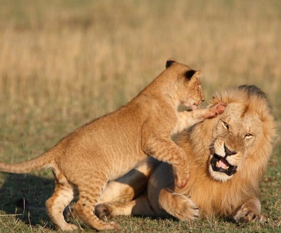 African Safari & Grand Voyage to Venice in 2022 Main Image